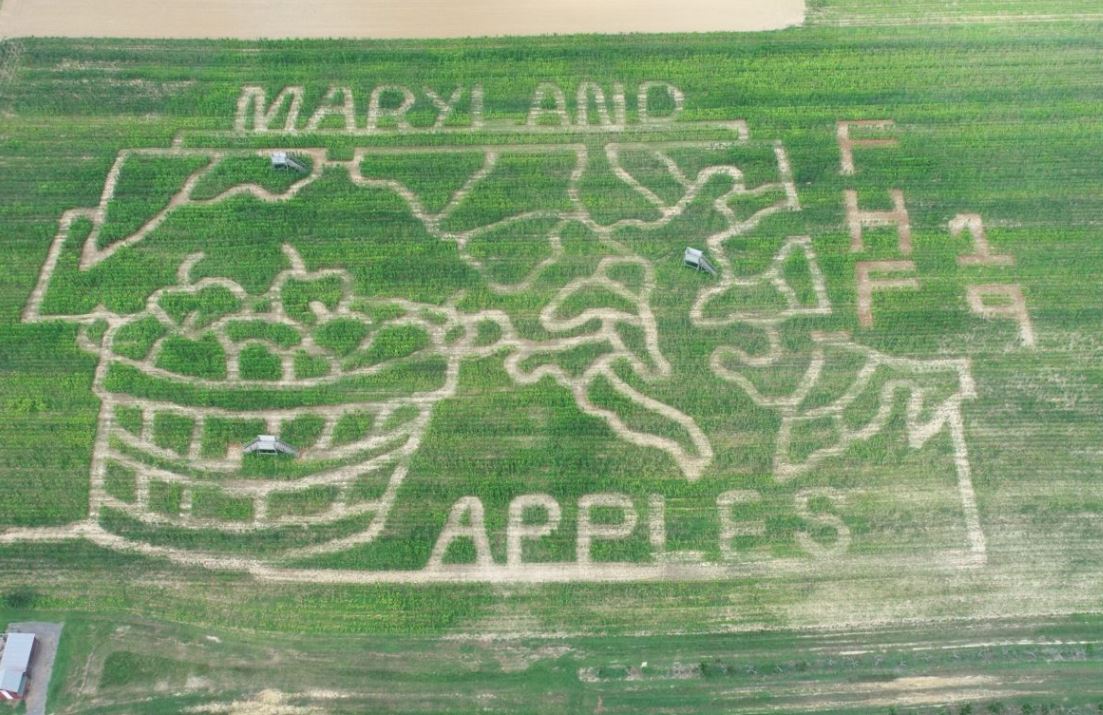 Forrest Hall Corn Maze 2019