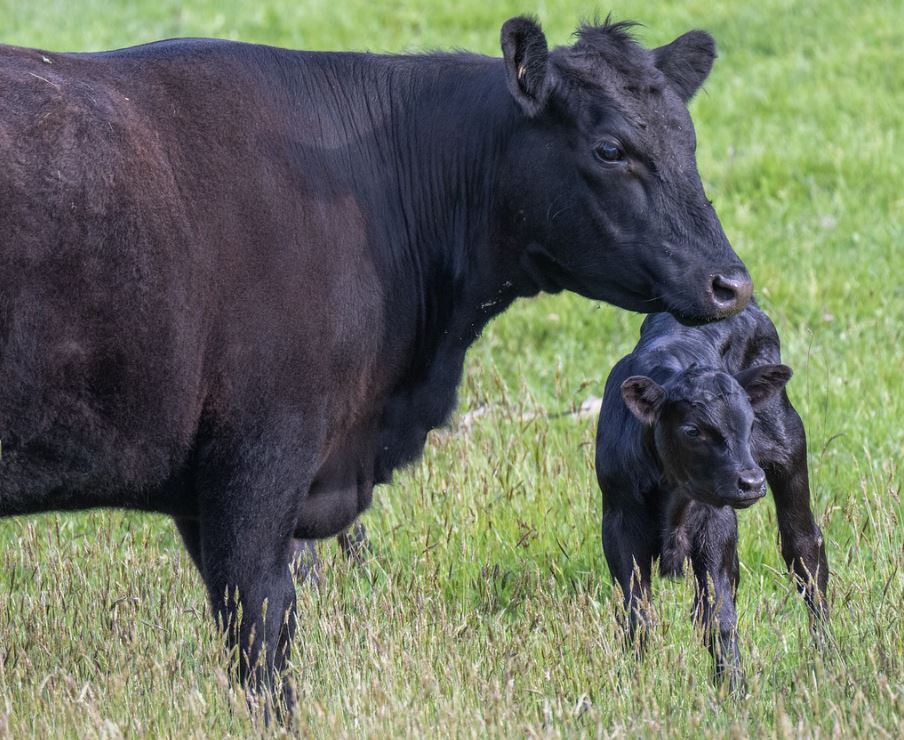 Forrest Hall Farm Black Angus on Farm