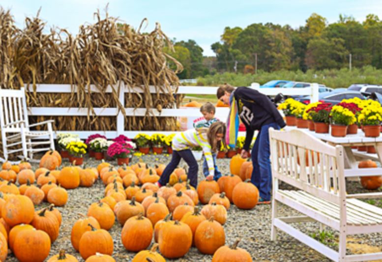 Forrest Hall Farm Fall Decorations