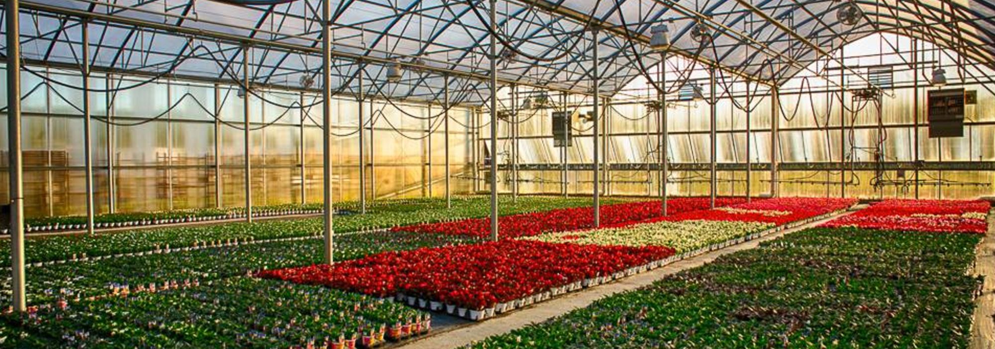 Forrest Hall Farm Greenhouse