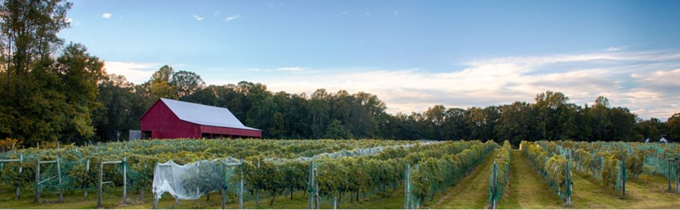 Forrest Hall Farm Vineyard