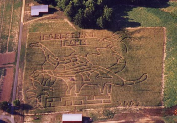 Forrest Hall Corn Maze 2020