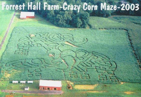 Forrest Hall Corn Maze 2017