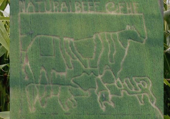 Forrest Hall Corn Maze 2017