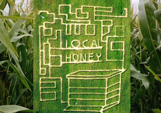 Forrest Hall Corn Maze 2019