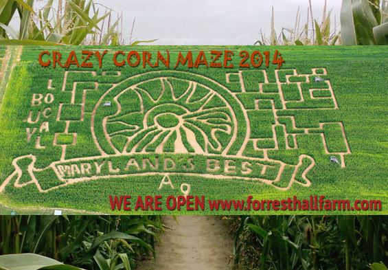 Forrest Hall Corn Maze 2020