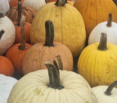 Forrest Hall Farm Pumpkins