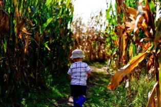 Thank You for a Fantastic 2024 Corn Maze Season at Forrest Hall Farm!